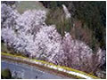 香落渓温泉青蓮寺レークホテルの桜並木アプローチ